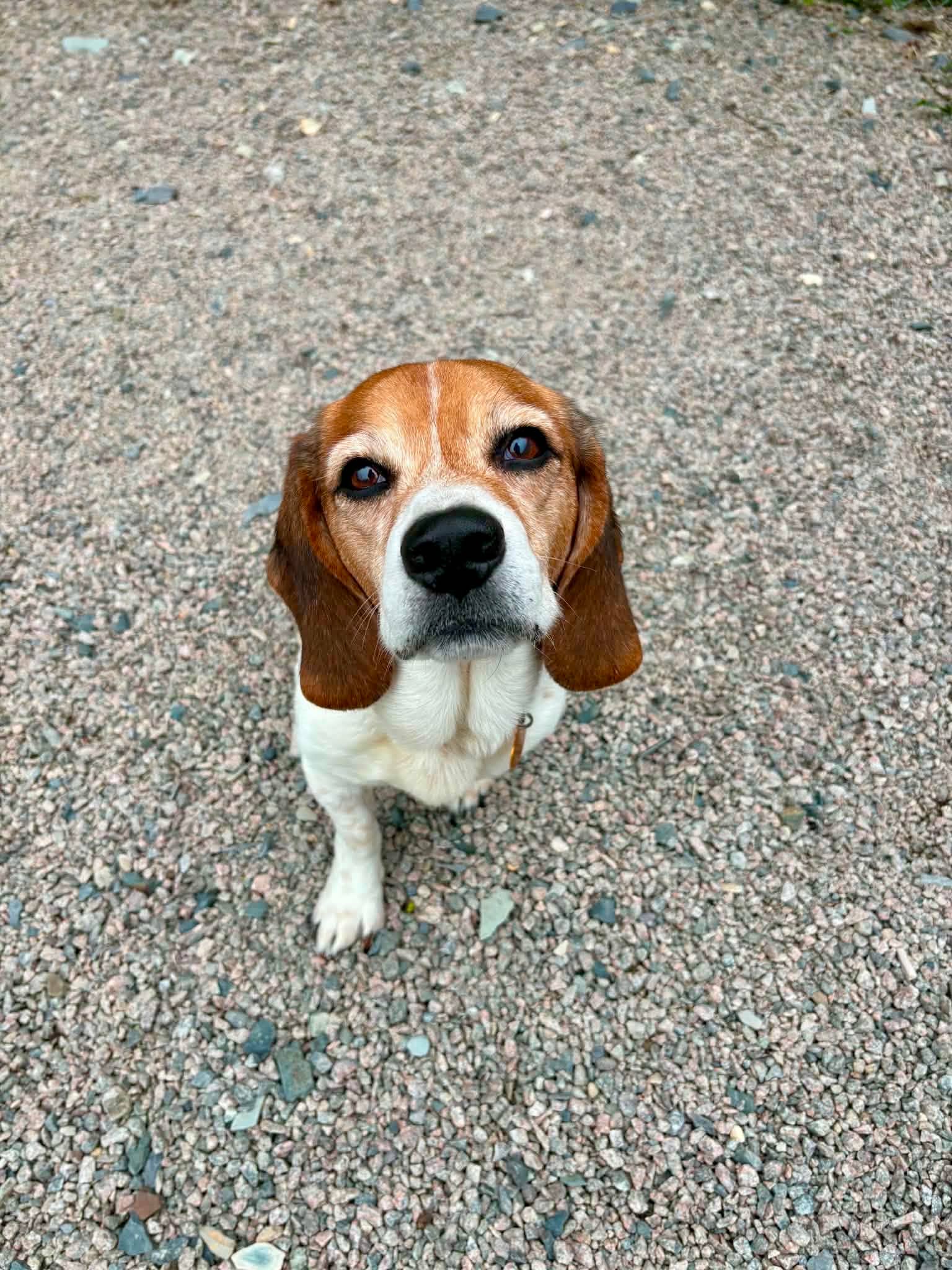 Chase - Beagle available for adoption at Beagle Paws in St. John's