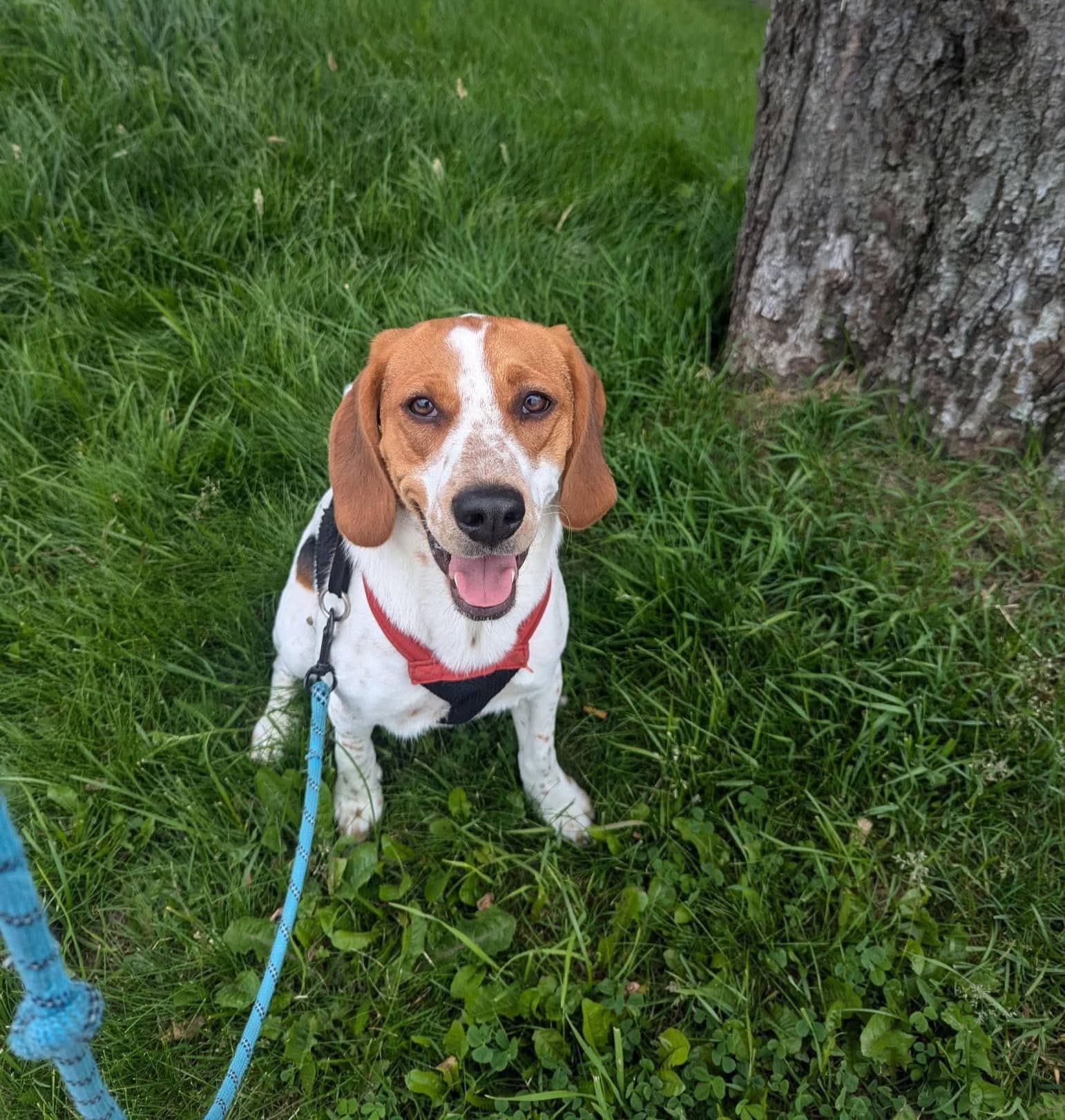 Spot - Beagle available for adoption