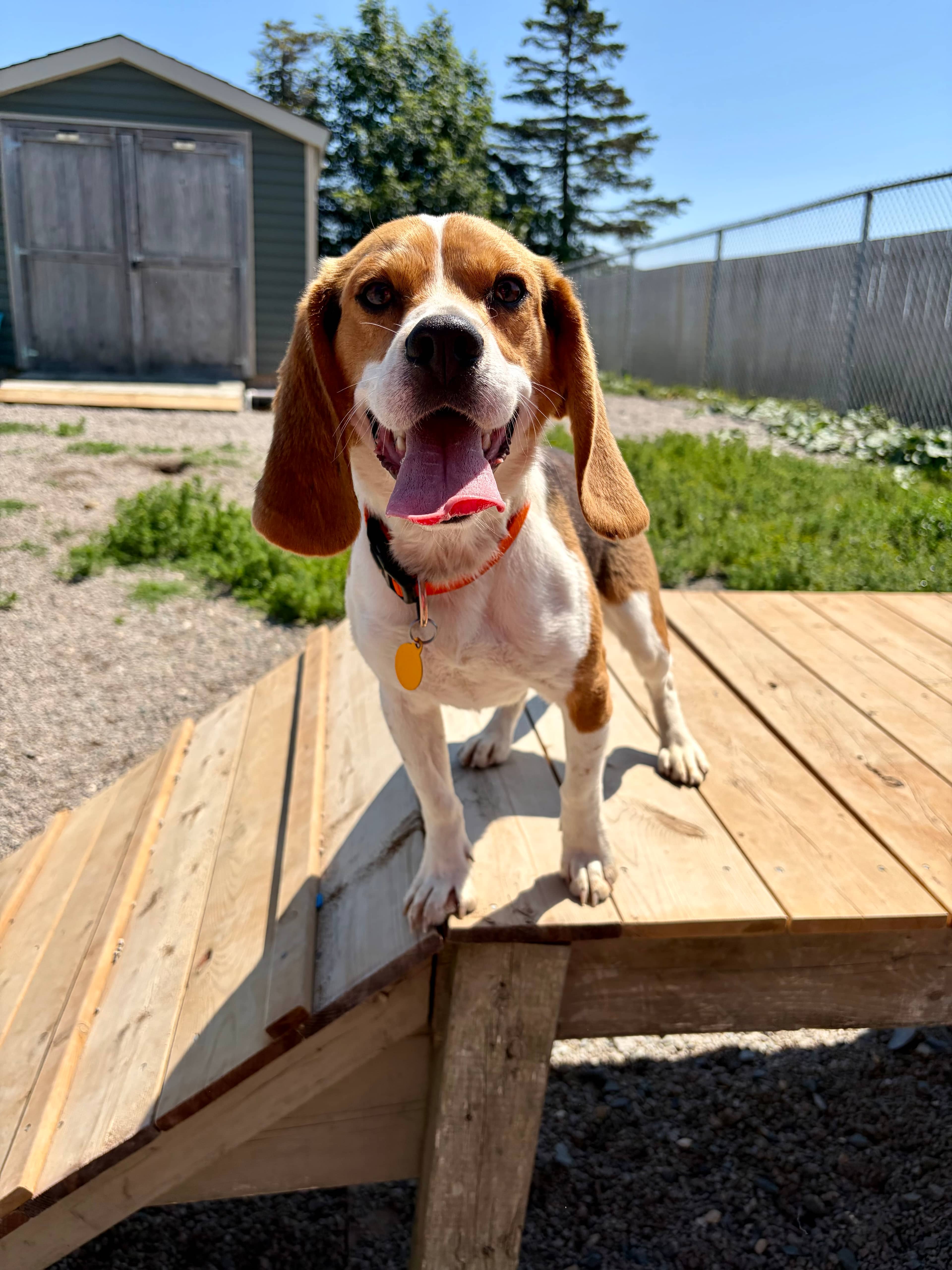 Sid - Beagle available for adoption at Beagle Paws in St. John's