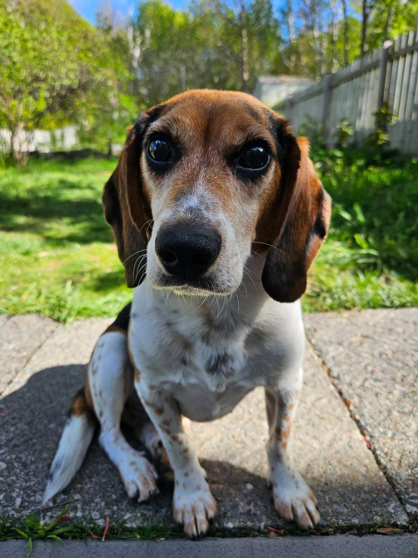 Cedar - Beagle available for adoption at Beagle Paws in St. John's