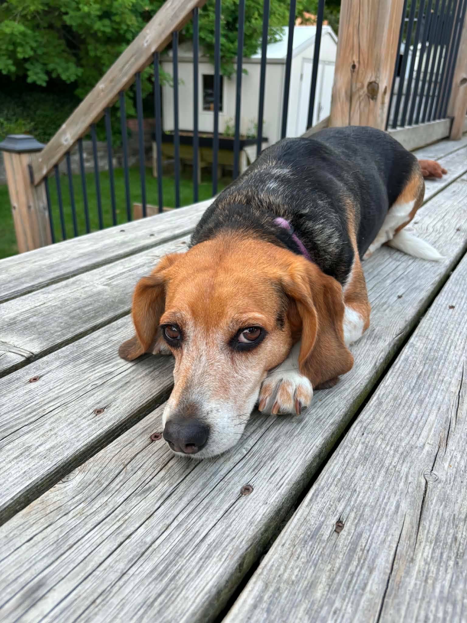Nala - Beagle available for adoption at Beagle Paws in St. John's