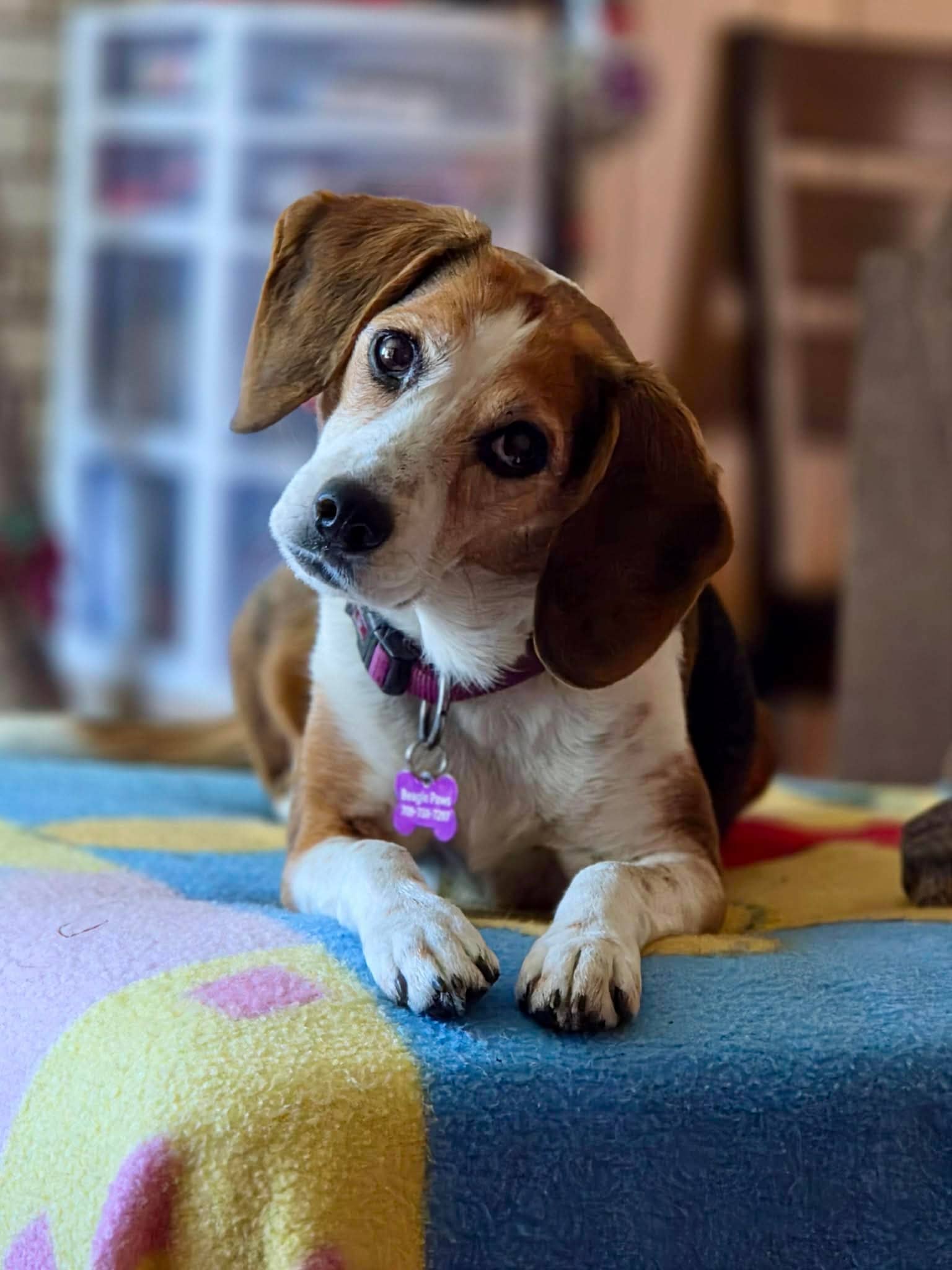 Zurie - Beagle available for adoption in Newfoundland and Labrador