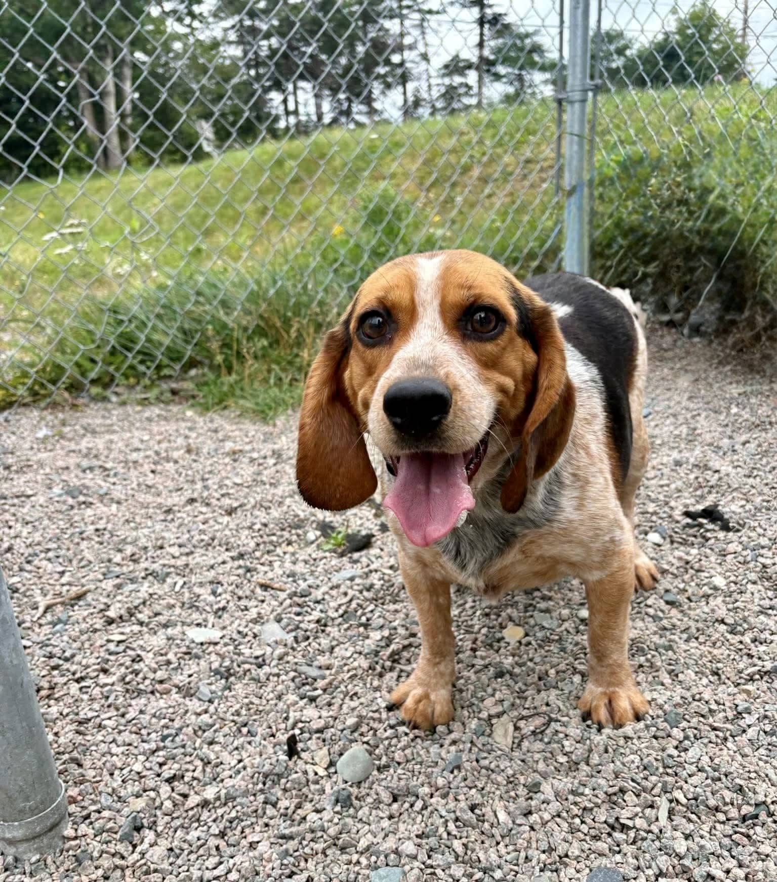 Emmy - Beagle available for adoption