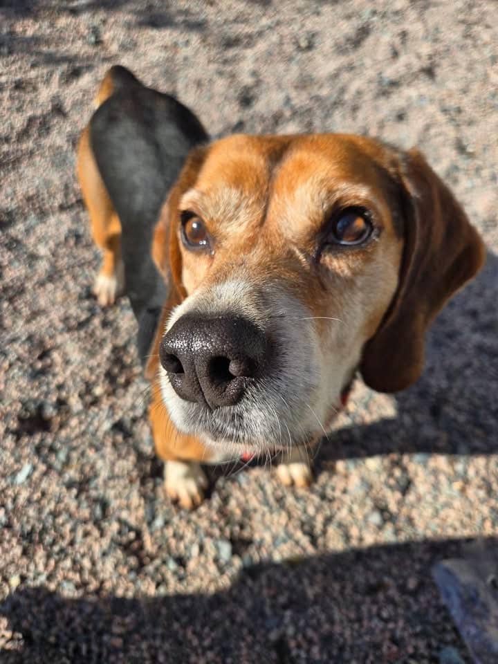 Alfie - Beagle available for adoption at Beagle Paws in St. John's