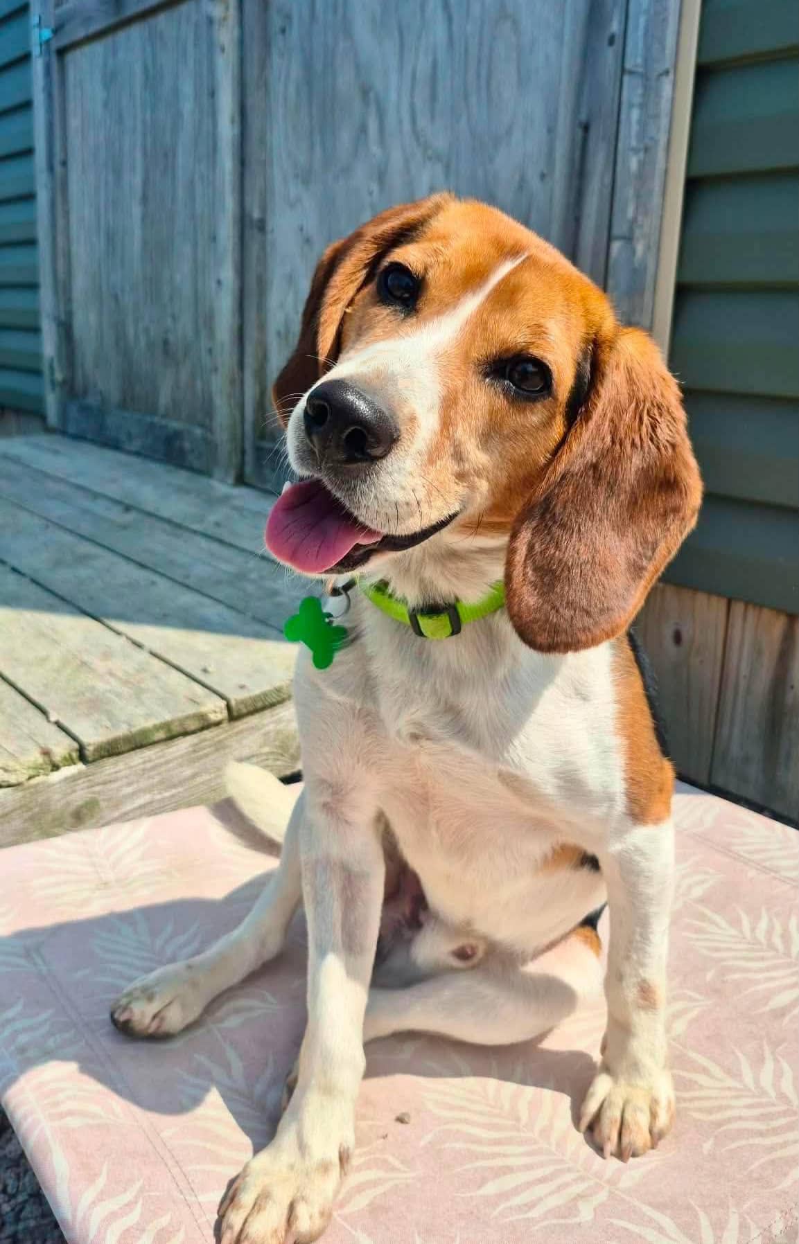 Turbo - Beagle available for adoption