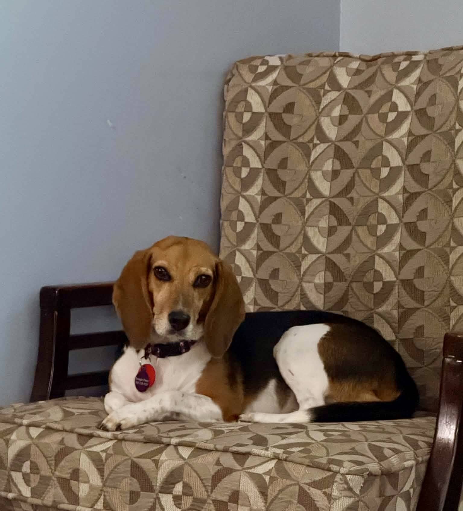 Tikka - Beagle available for adoption at Beagle Paws in St. John's