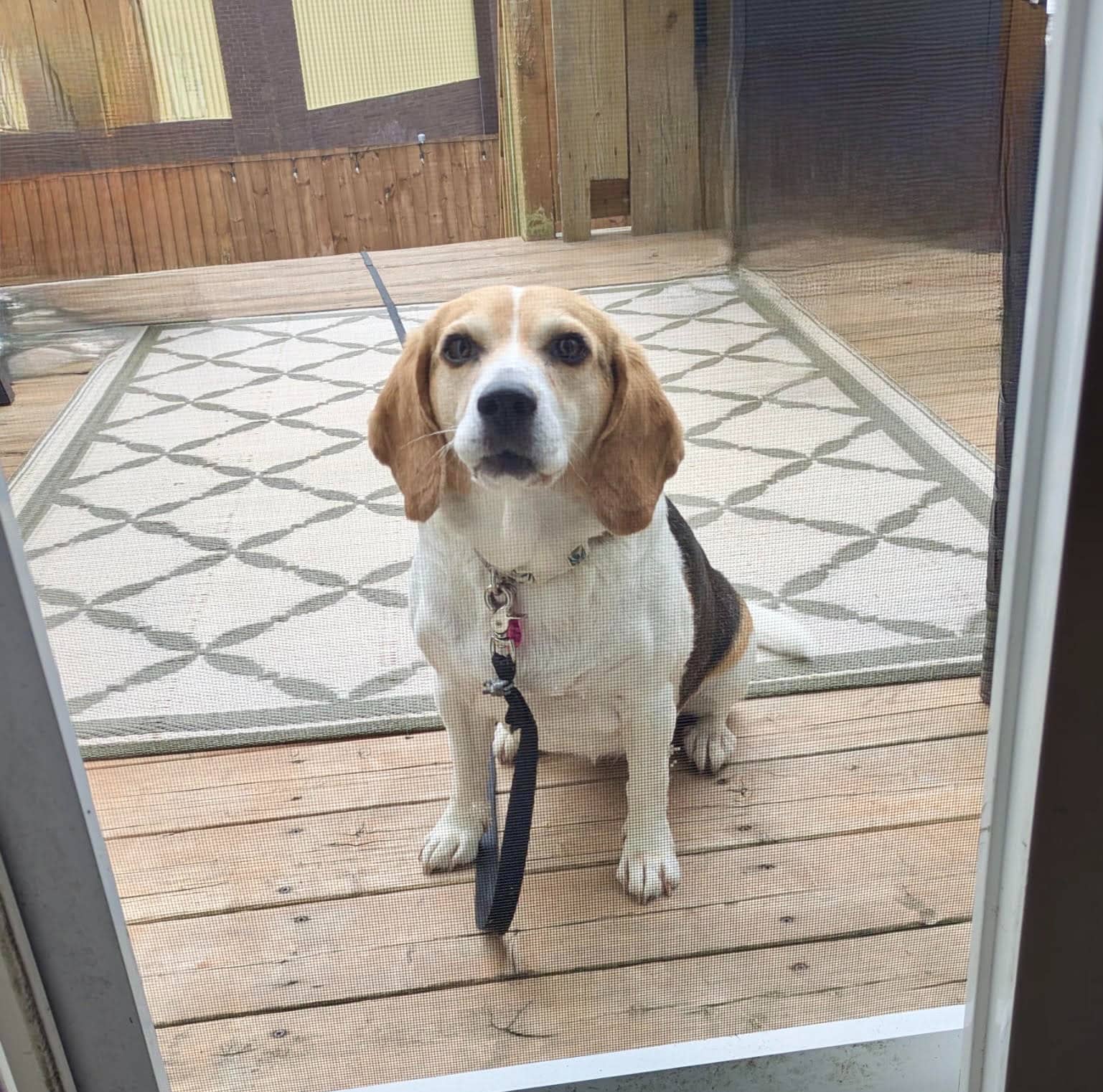 Sophie - Beagle available for adoption in Newfoundland and Labrador