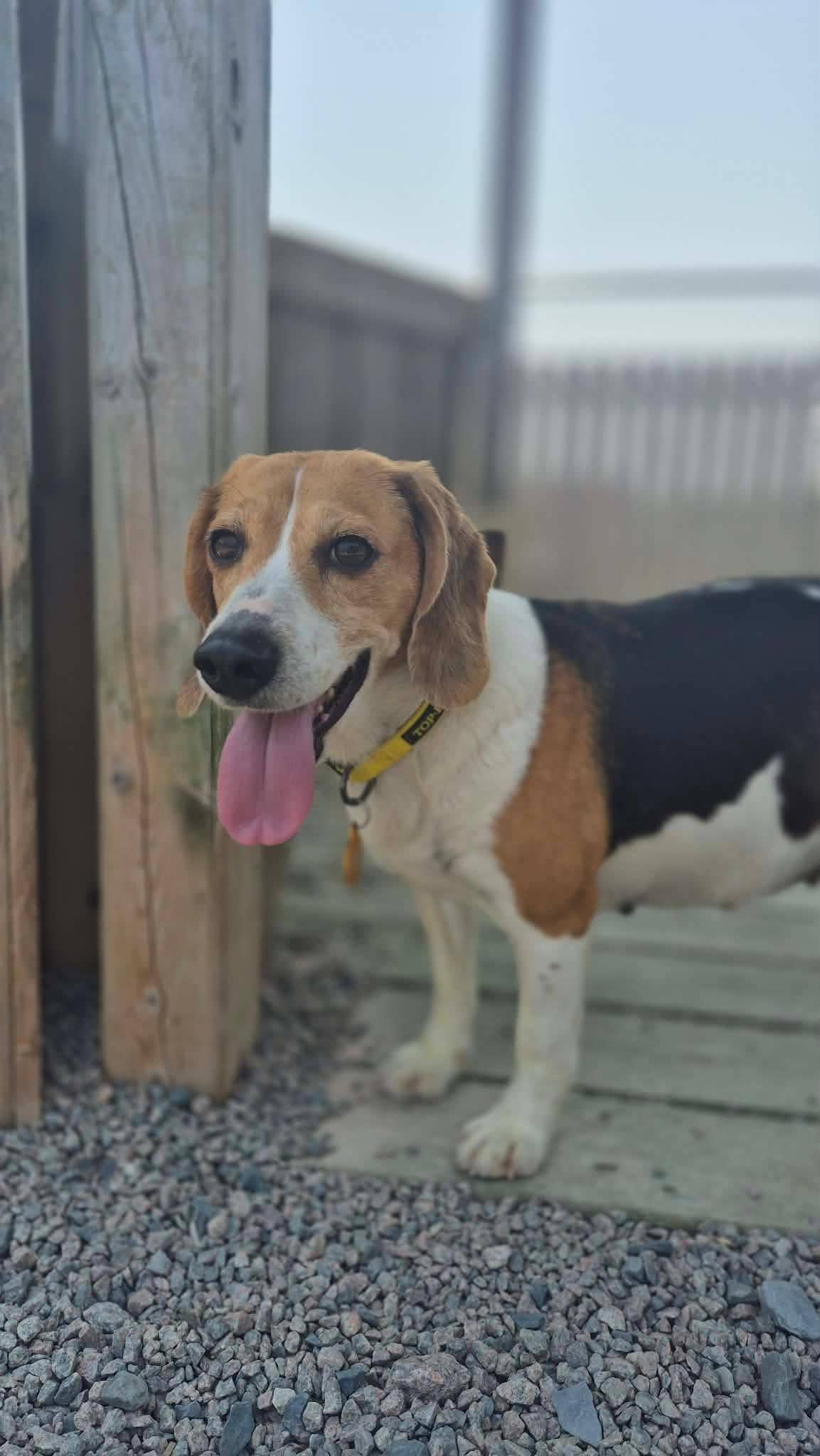 Cutes - Beagle available for adoption