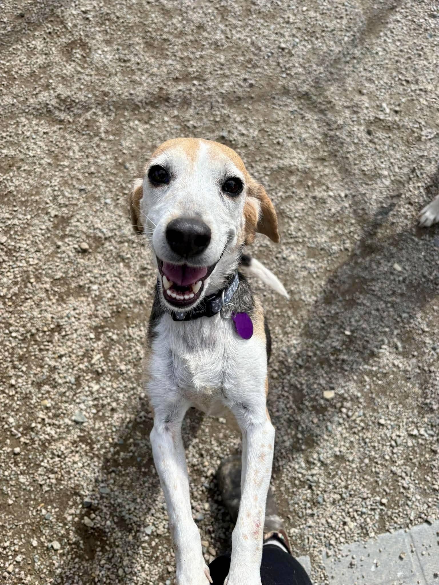 Bea - Beagle available for adoption