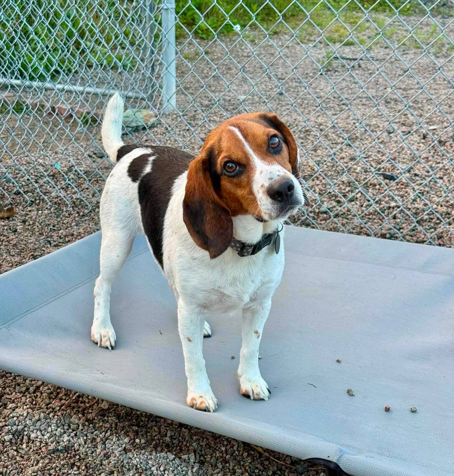 Louie - Beagle available for adoption at Beagle Paws in St. John's