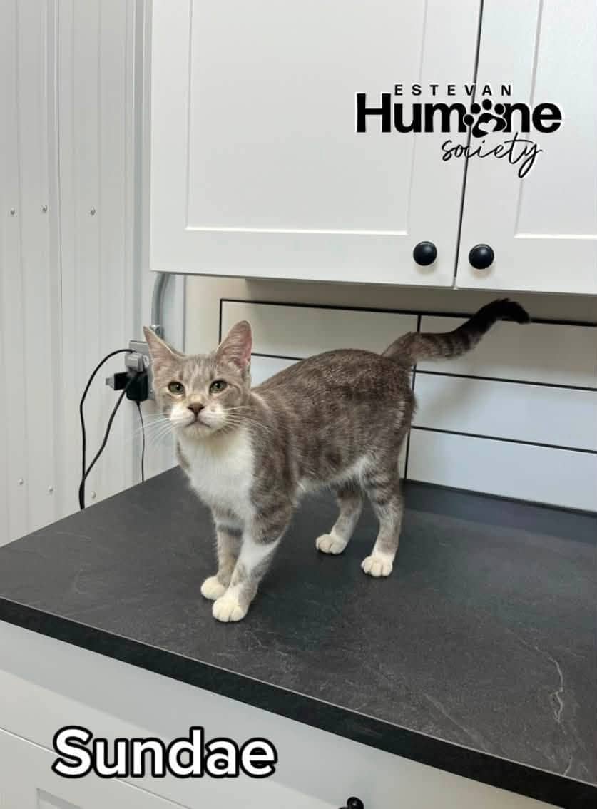 Sundae - Domestic Shorthair available for adoption