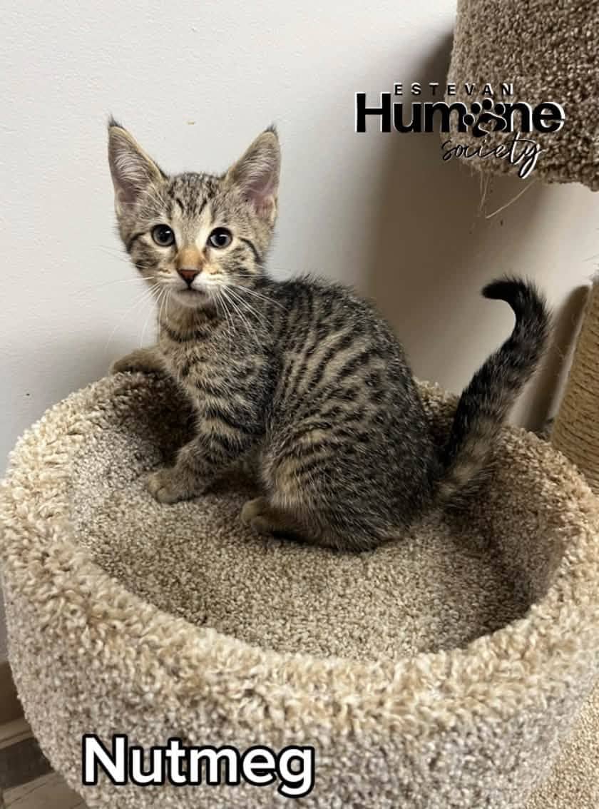 Nutmeg - Domestic Shorthair available for adoption