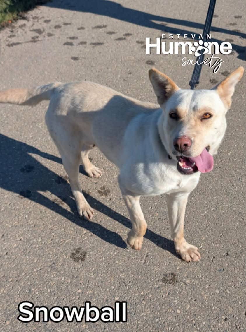Snowball - Shepard Mix available for adoption at Estevan Humane Society in Estevan