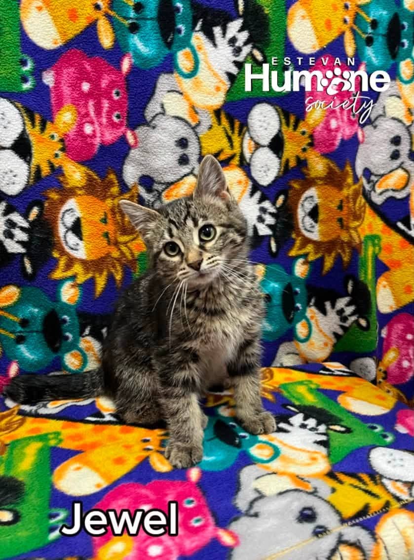 Jewel - Domestic Shorthair available for adoption