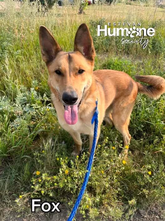 Fox - Shepherd Mix available for adoption