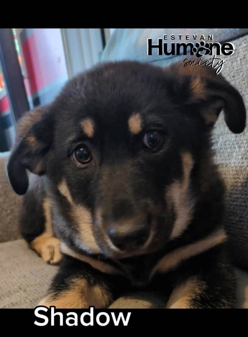 Shadow - Purebred German Shepherd x Purebred Maremma available for adoption