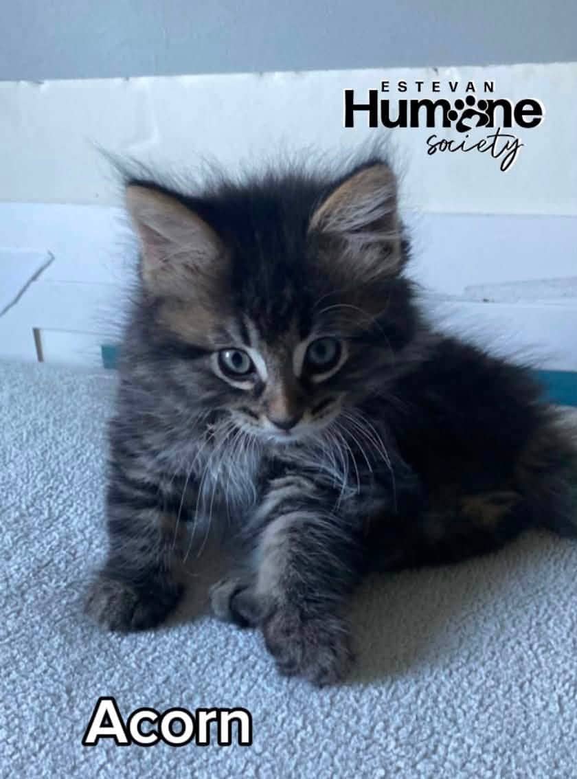 Acorn - Domestic Medium Hair available for adoption