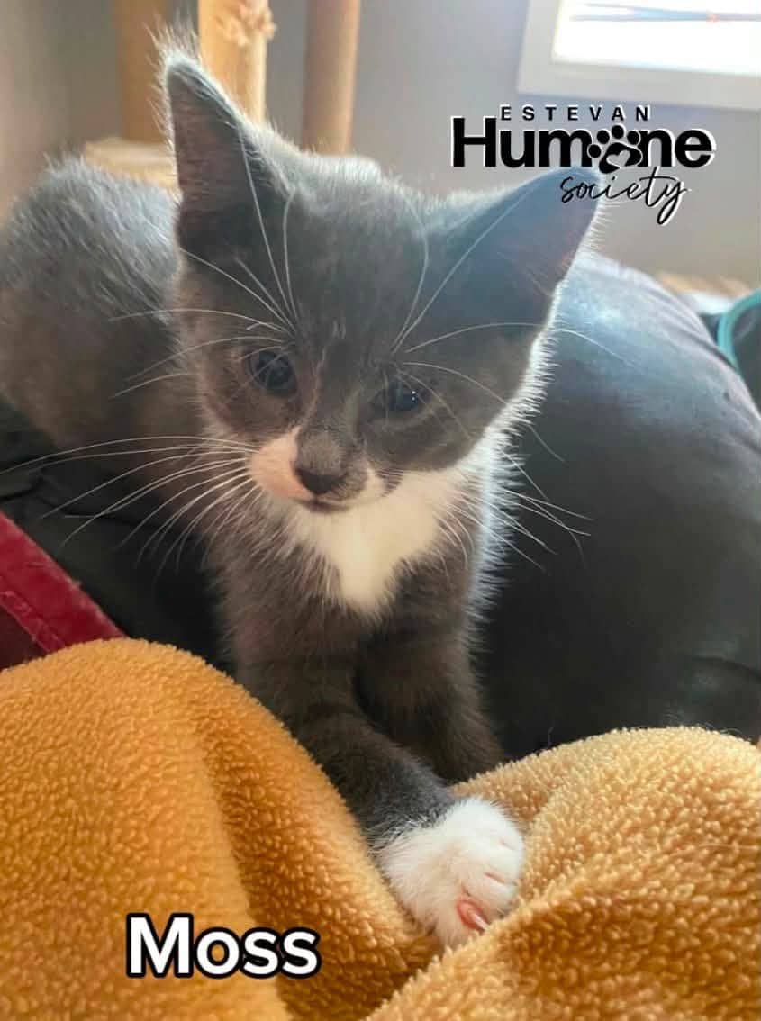 Moss - Domestic Shorthair available for adoption