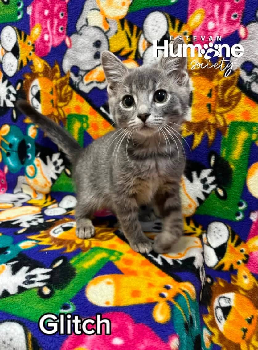 Glitch - Domestic Shorthair cat available for adoption at Estevan Humane Society in Estevan