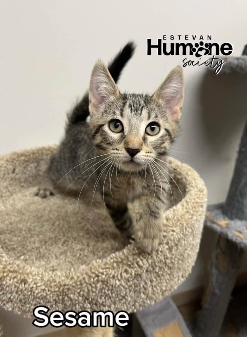 Sesame - Domestic Shorthair cat available for adoption at Estevan Humane Society in Estevan