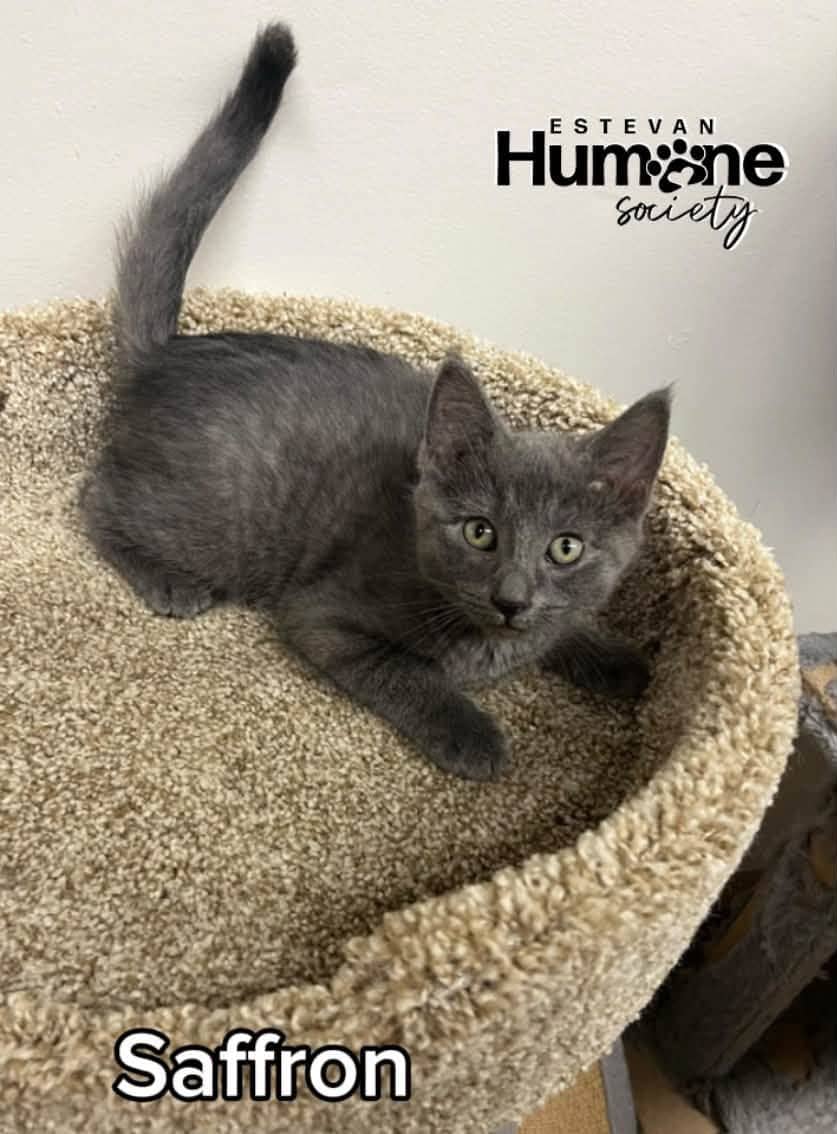 Saffron - Domestic Shorthair available for adoption