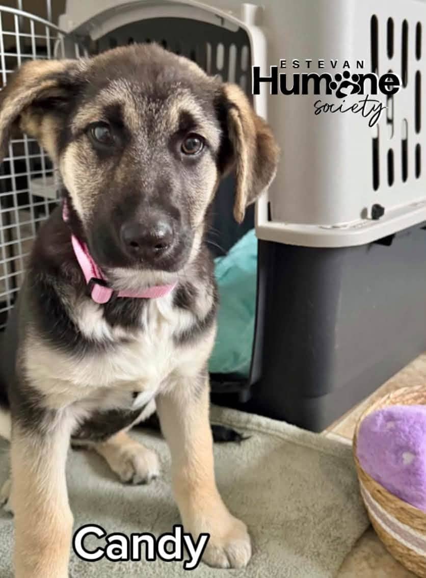 Candy - Purebred German Shepherd x Purebred Maremma available for adoption at Estevan Humane Society in Estevan