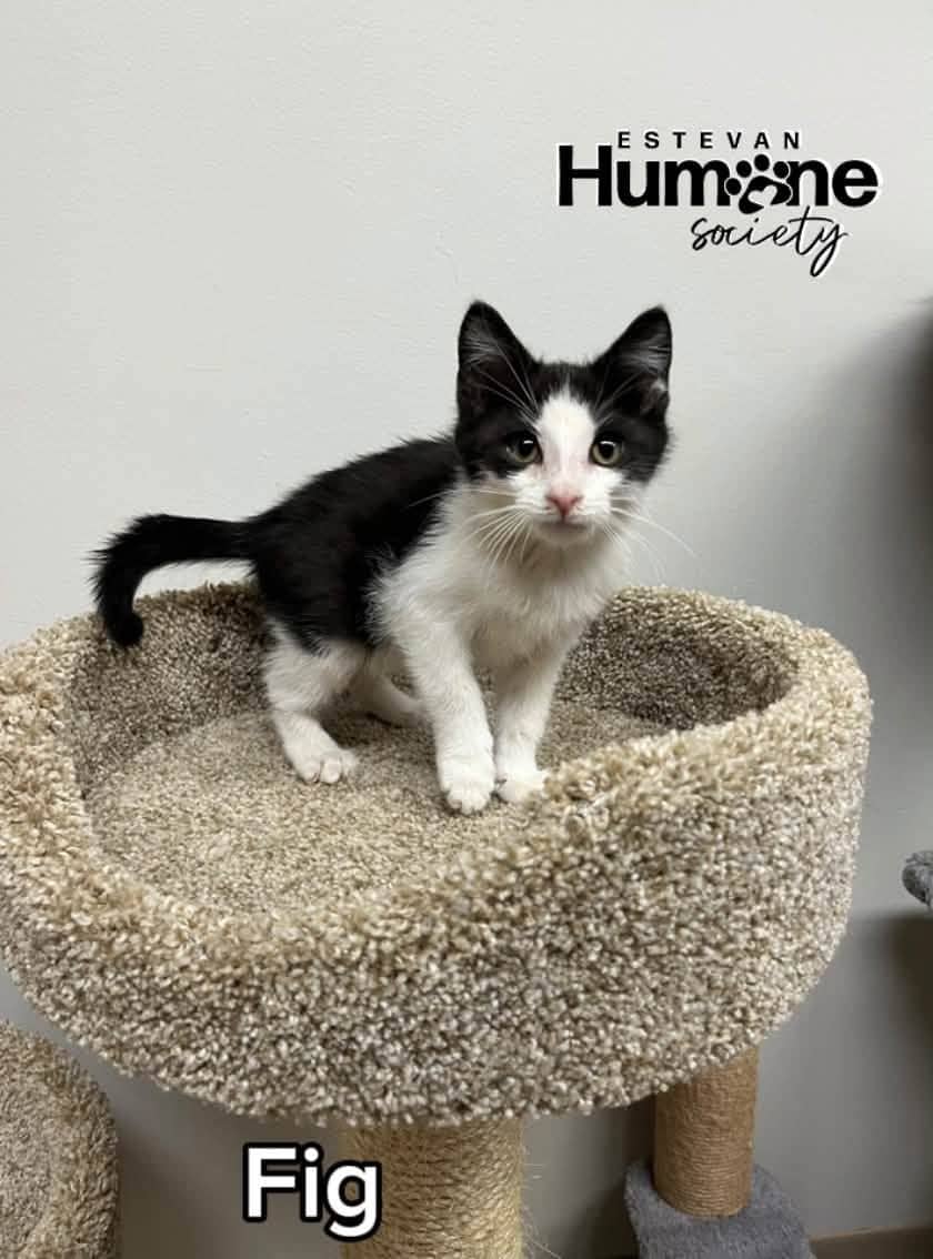 Fig - Domestic Shorthair cat available for adoption at Estevan Humane Society in Estevan