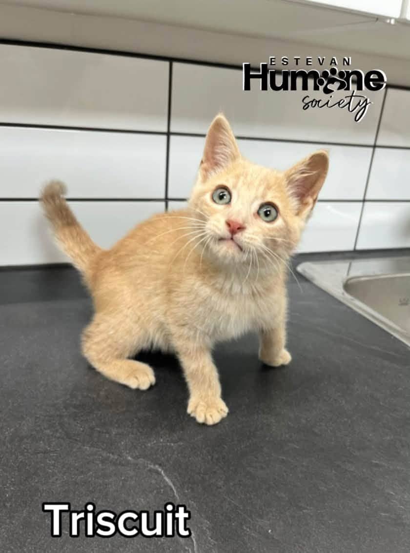 Triscuit - Domestic Shorthair cat available for adoption at Estevan Humane Society in Estevan
