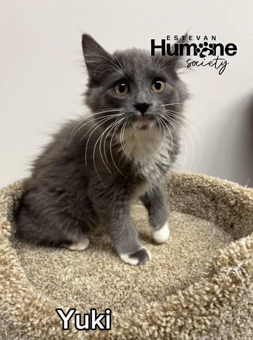 Yuki - Domestic Shorthair available for adoption
