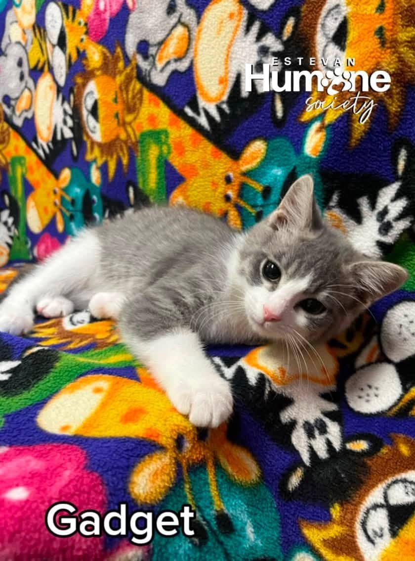 Gadget - Domestic Shorthair available for adoption