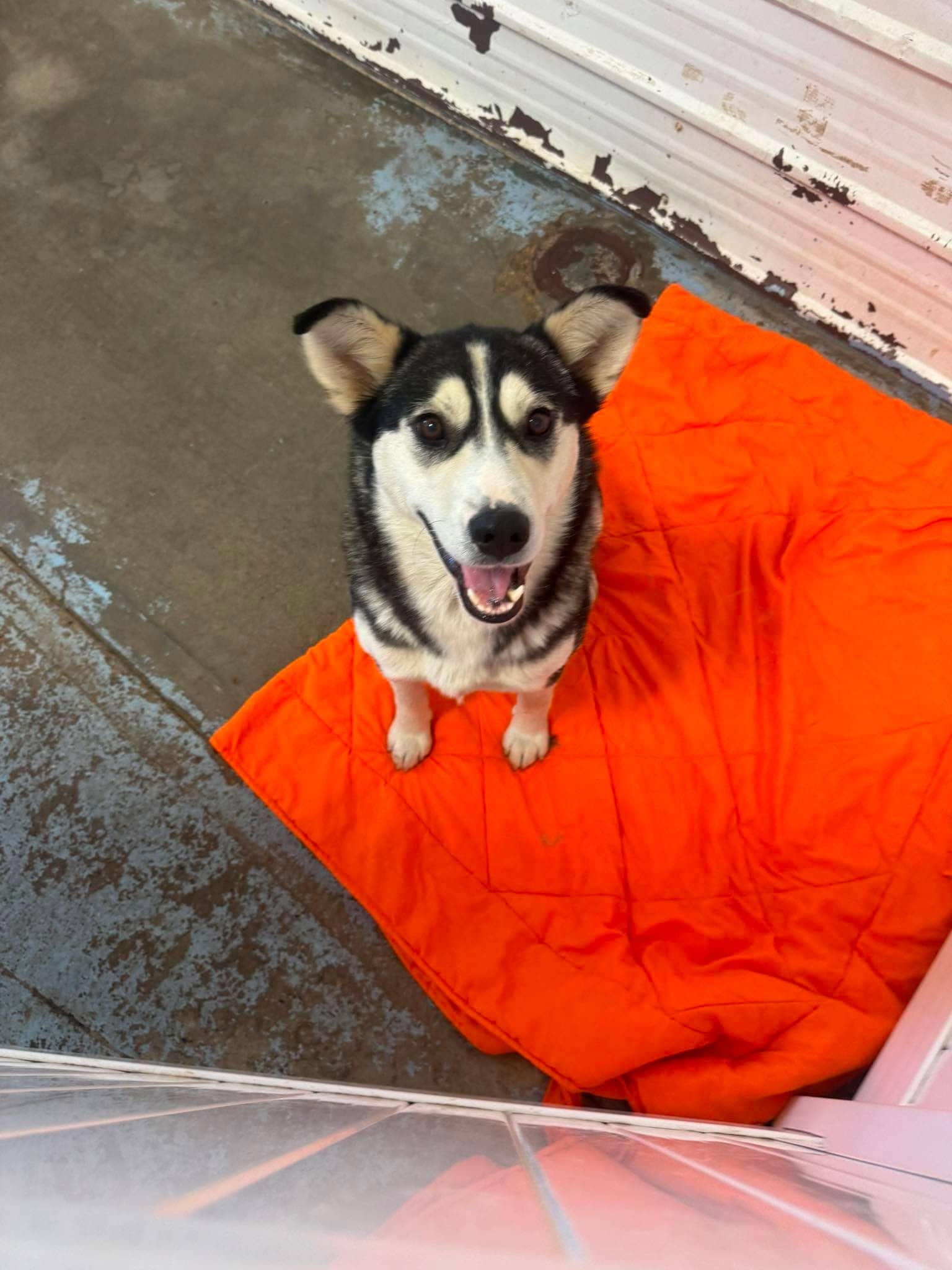 Daisy 680 - Husky mix available for adoption