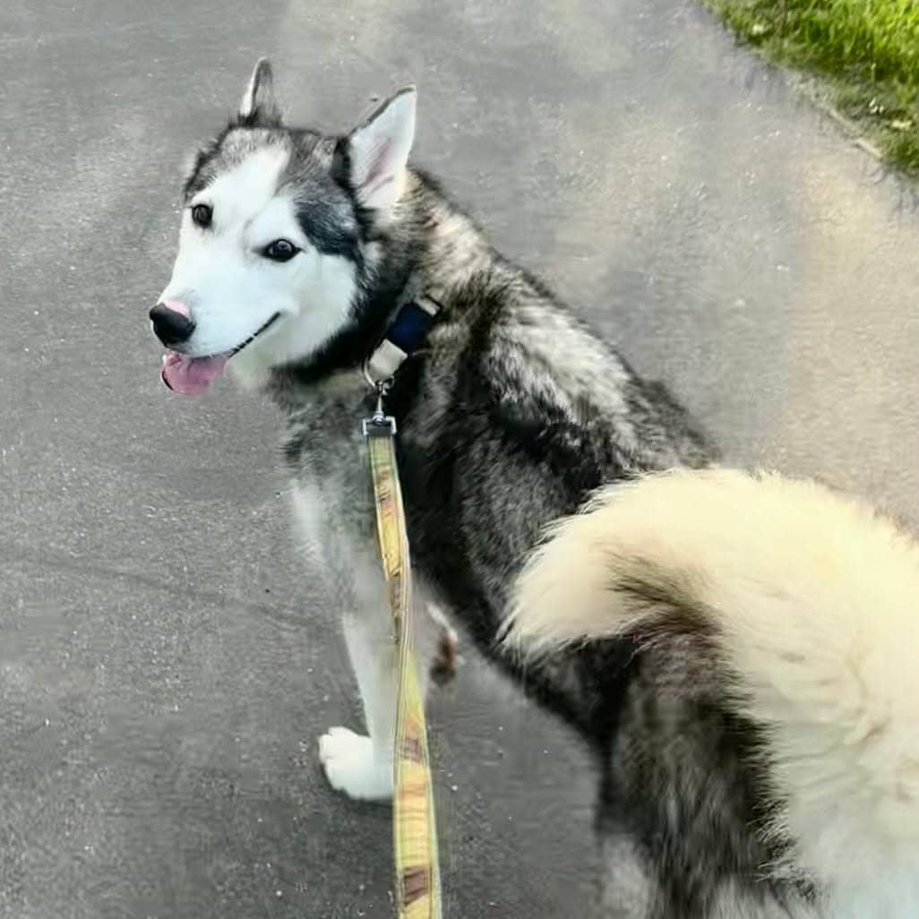 Stormi - Husky Mix available for adoption