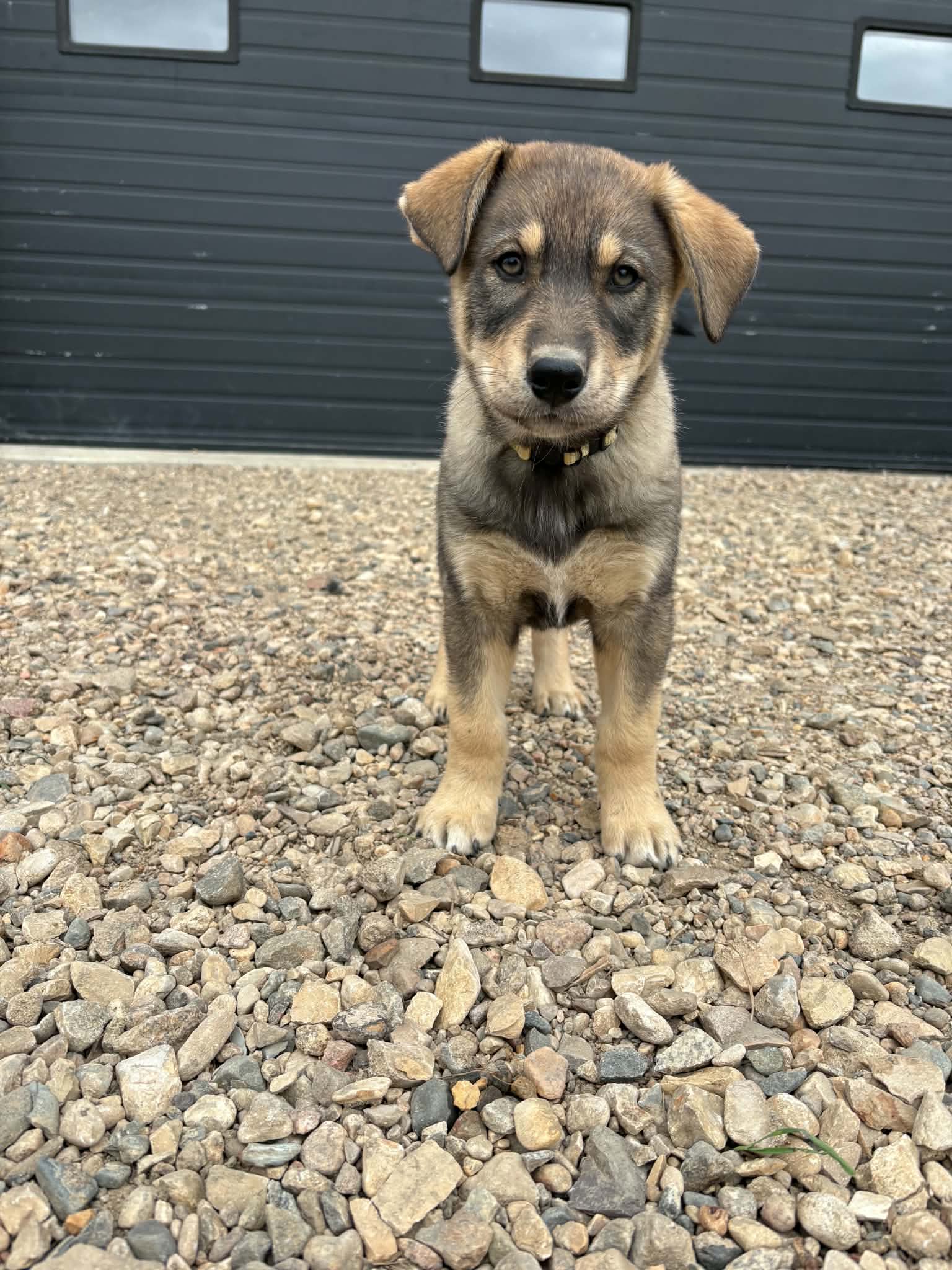 Petal - Shepherd mix available for adoption