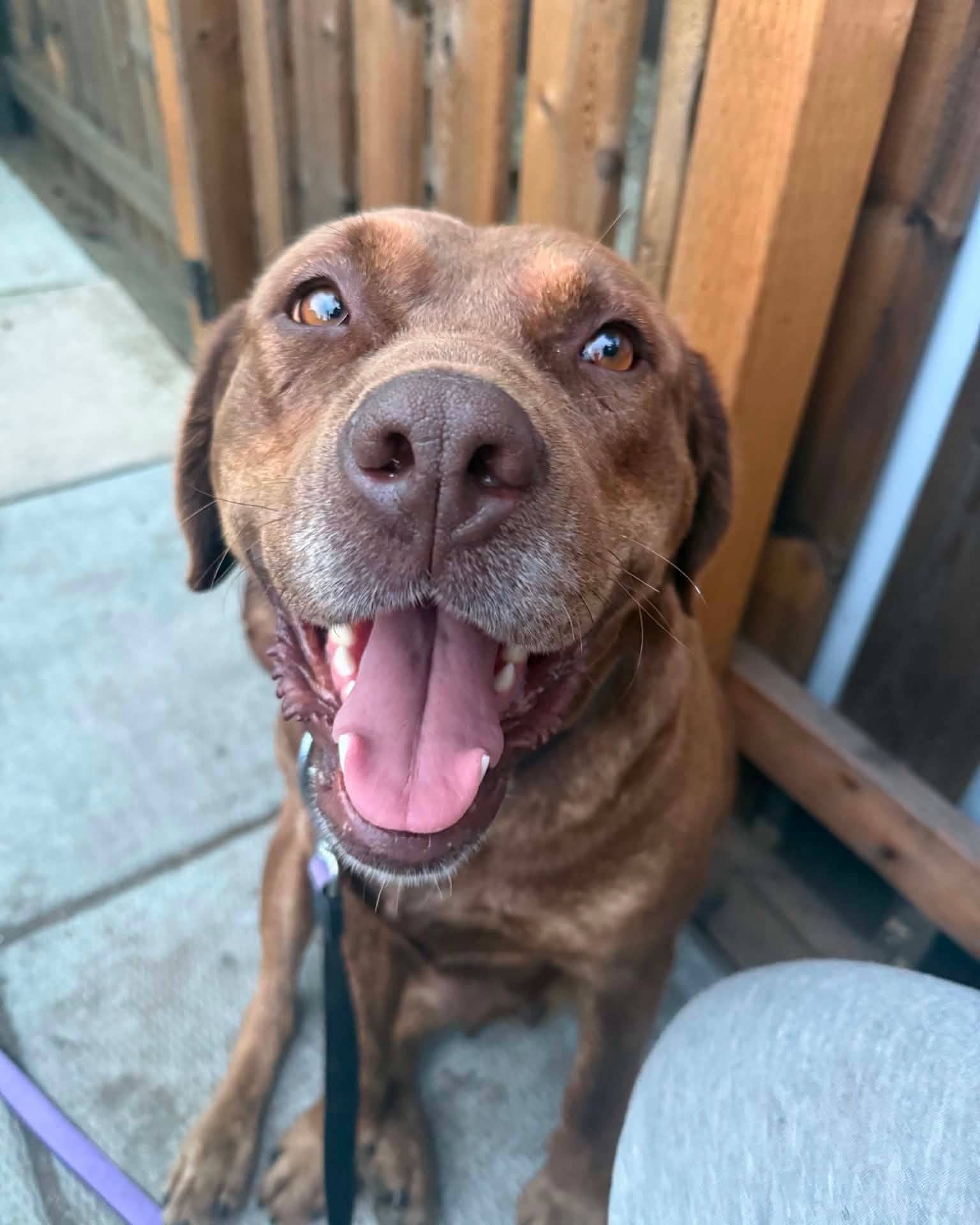 Scarlett 685 - Lab mix available for adoption at Running Wild Rescue in Regina