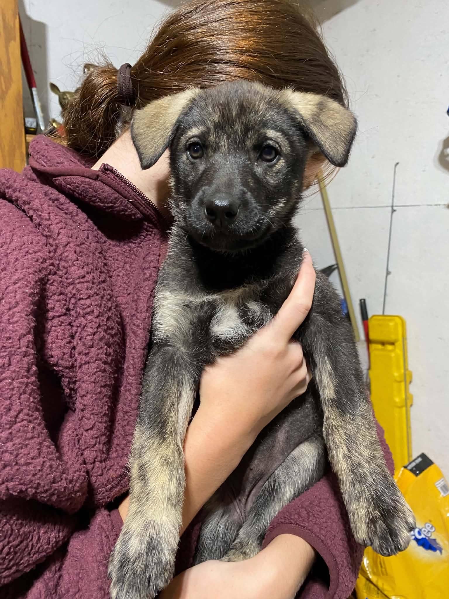 Gemma - Shepherd mix available for adoption