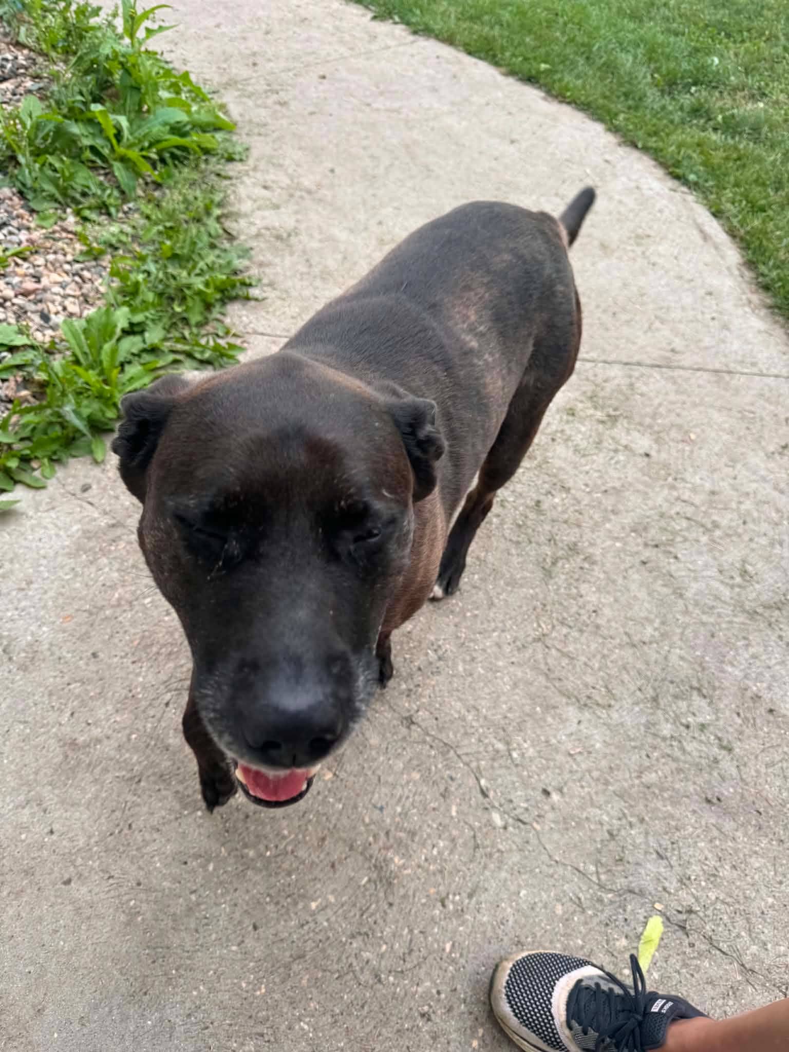 Fergie - Pit bull/Lab mix available for adoption