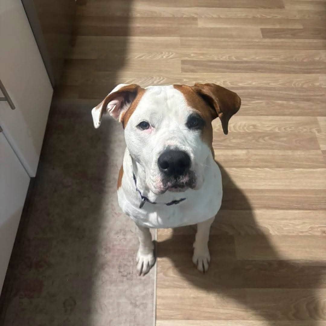Khloe - Pit bull available for adoption at Running Wild Rescue in Regina