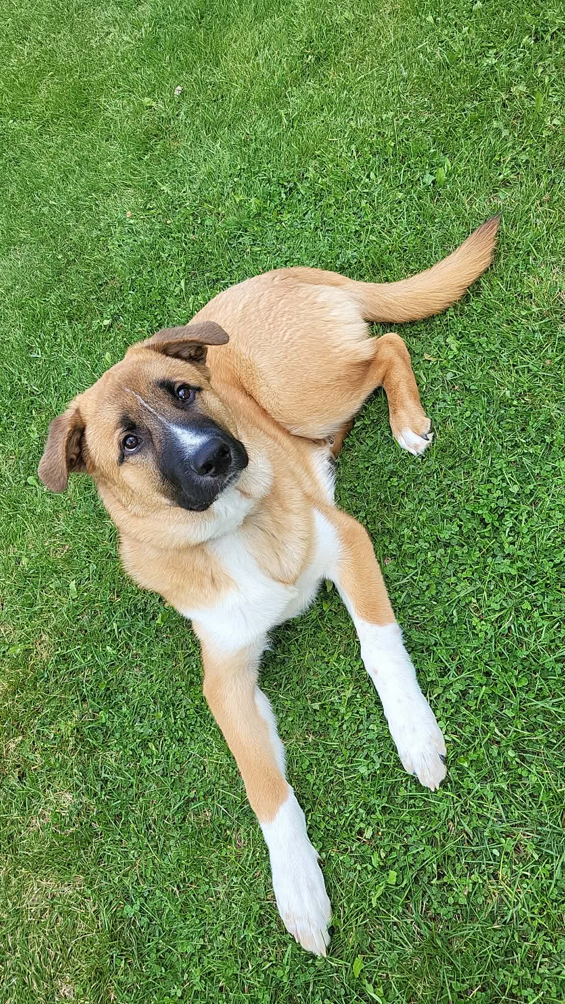 Ace - Shepherd mix available for adoption at Running Wild Rescue in Saskatoon