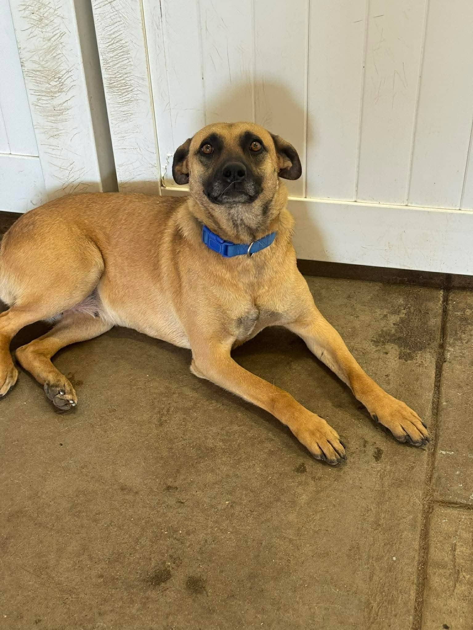 Lisa - Shepherd mix available for adoption