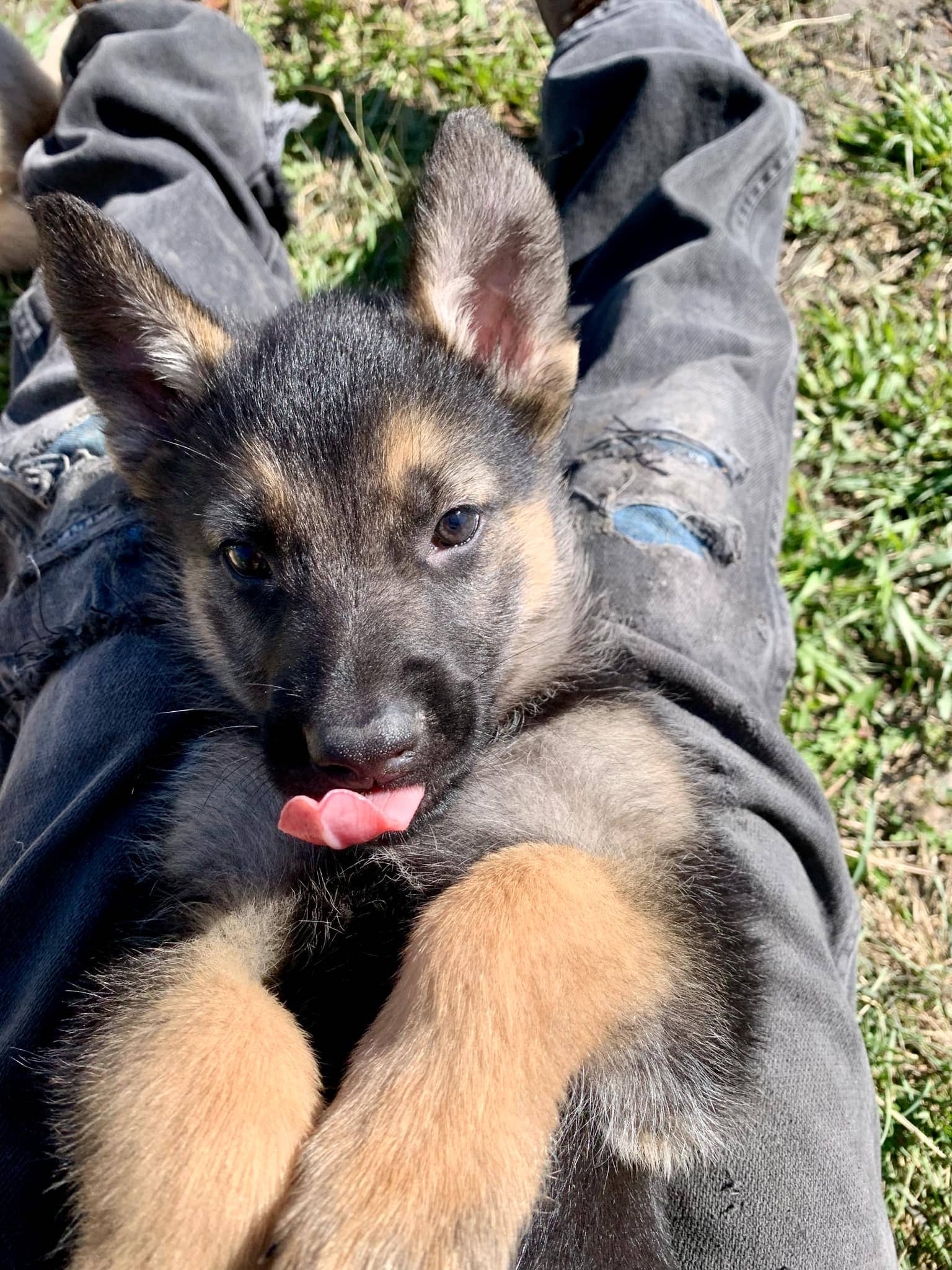 Reese Pieces - Shepherd/Lab mix available for adoption in Saskatchewan