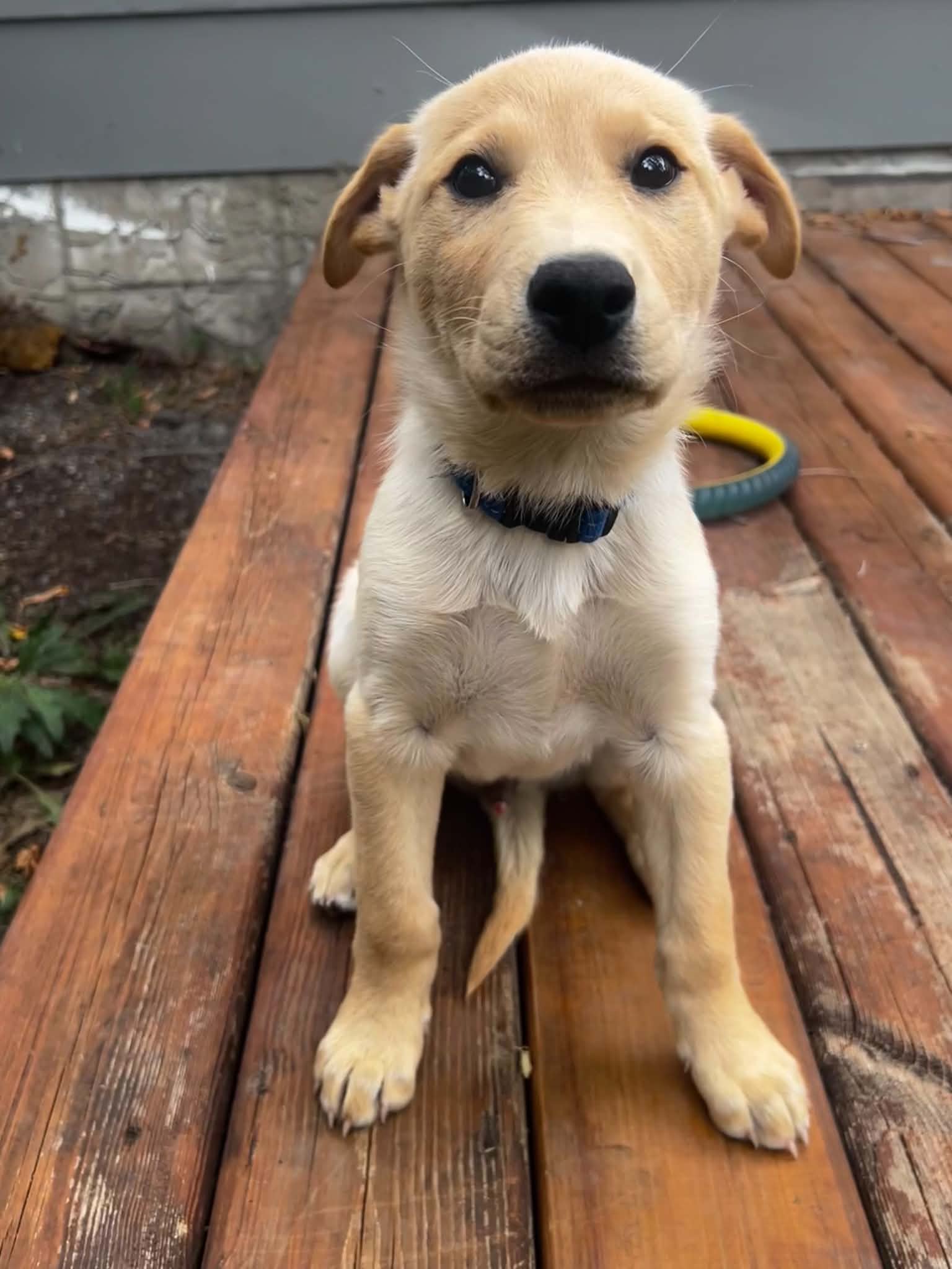 Fry - Retriever mix available for adoption