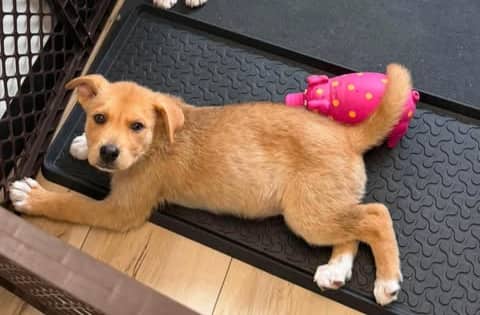 Marvin - Shepherd mix available for adoption at Running Wild Rescue in Moose Jaw