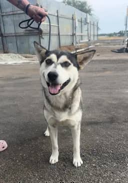 Rosie 683 - Husky available for adoption
