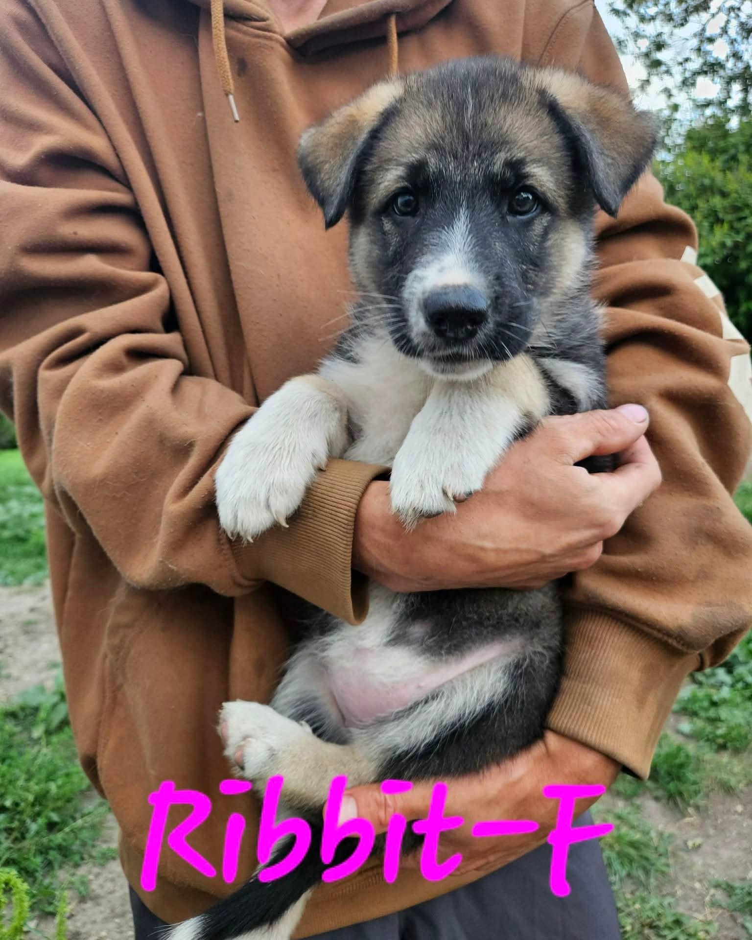Ribbit - Shepherd/Husky Mix available for adoption