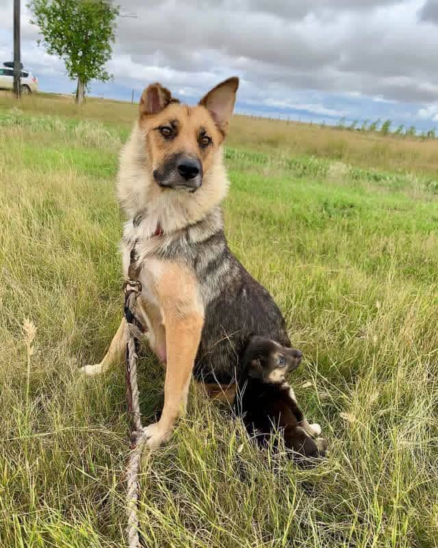 Whitetail - Shepherd available for adoption at Running Wild Rescue in Regina