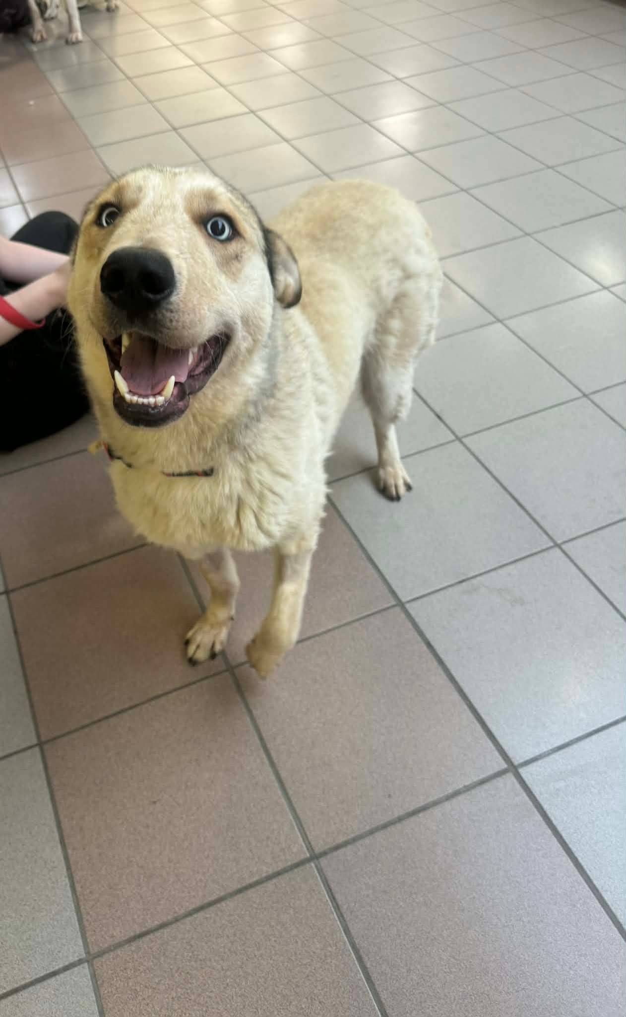 Tucker - Shepherd/Husky mix available for adoption at Running Wild Rescue in Regina