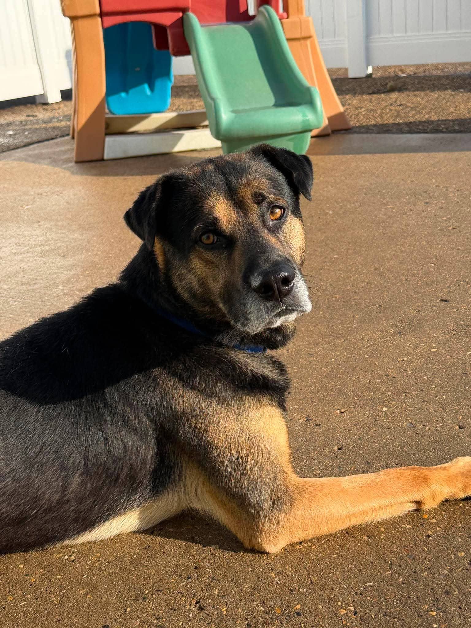 Ollie - Shepherd mix available for adoption