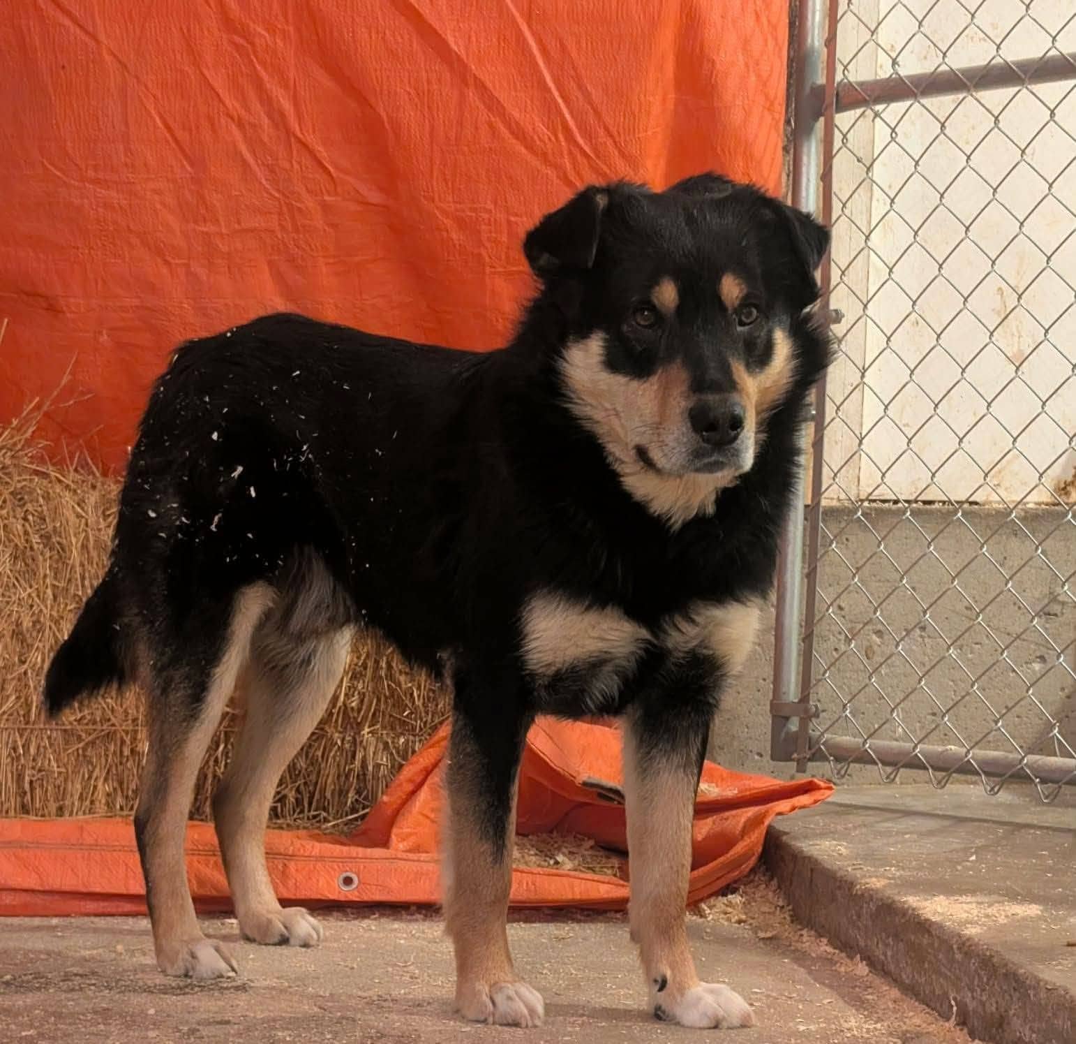 Farrow - Shepherd available for adoption at Running Wild Rescue in Moose Jaw