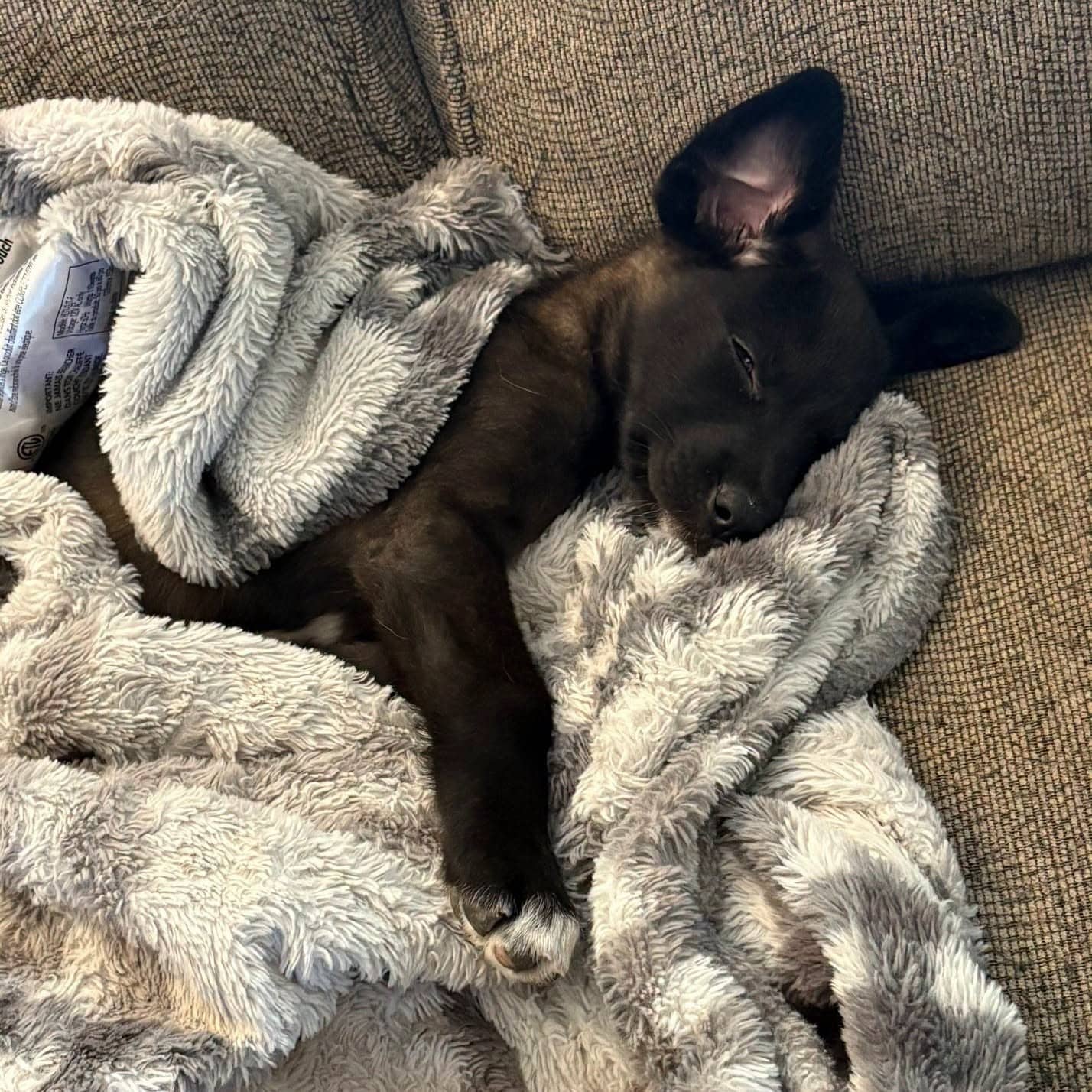 Lily - Shepherd/collie/lab mix available for adoption at Running Wild Rescue in Regina