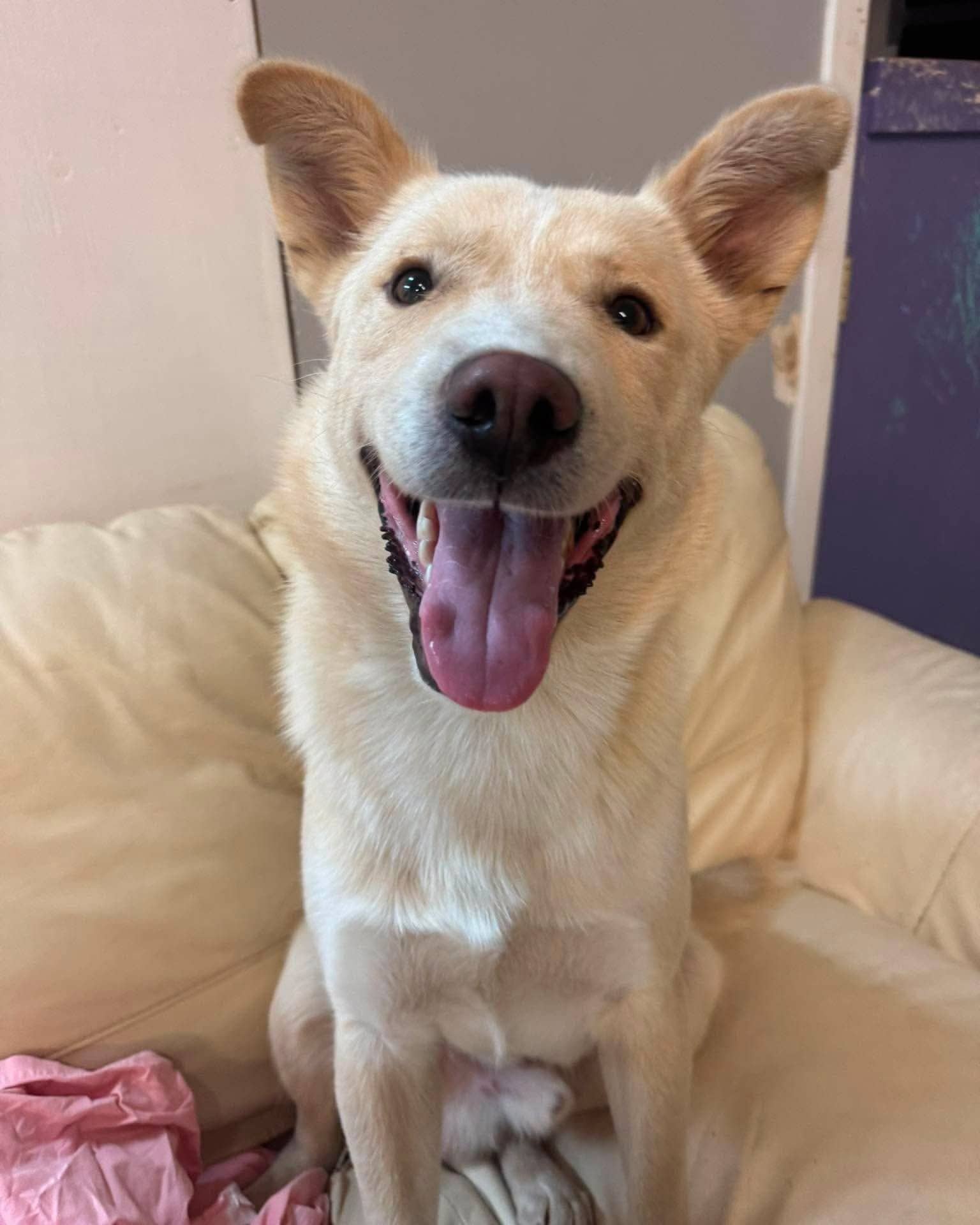 Michael - Lab/Husky mix available for adoption at Running Wild Rescue in Regina